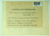 Uromyces lineolatus image